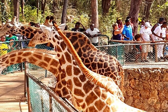 Full day tour in Mombasa - Key points at a glance