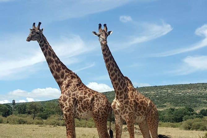 Full Day Tour to Amboseli National Park - Why Amboseli’s elephants make this trip special