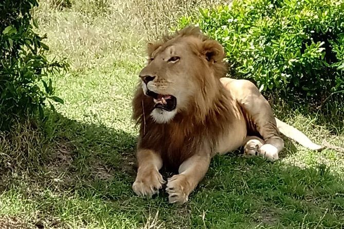 Full Day Tour to Amboseli National Park - Following elephants through the swamps