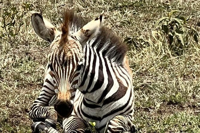 Full Day Tour to Amboseli National Park - What the $590 price means
