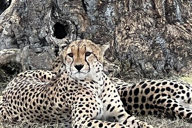 Full Day Tour to Amboseli National Park - A realistic 15-hour schedule