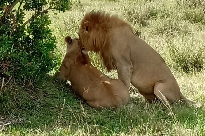 Full Day Tour to Amboseli National Park - Who should book this safari?