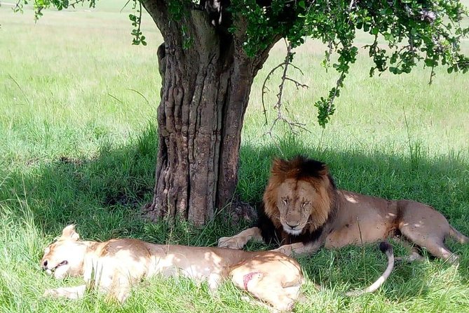 Full Day Tour to Amboseli National Park - Arriving at Amboseli around 9 am