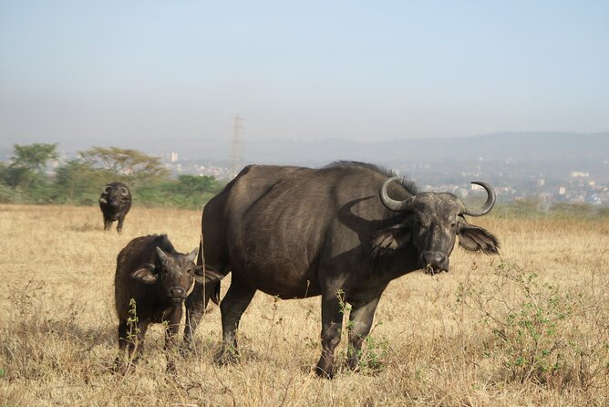 Full Day tour to Lake Nakuru National Park From Nairobi - Why Lake Nakuru works as a Nairobi day trip