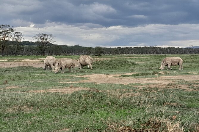 Full Day tour to Lake Nakuru National Park From Nairobi - Lunch at Lake Nakuru Lodge
