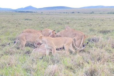 Full Day tour to Lake Nakuru National Park From Nairobi