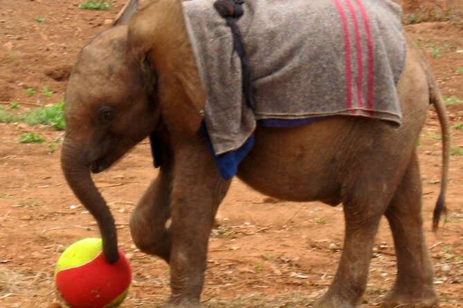 Giraffe Center and David Sheldrick Elephant Orphanage Day Tour from Nairobi - What the Small Group Format Really Gives You