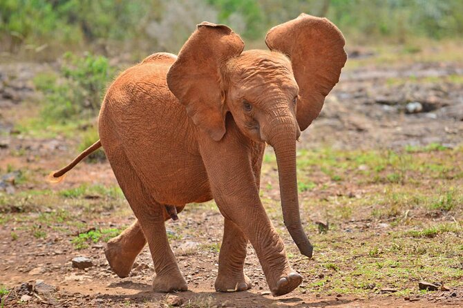 Giraffe Center and David Sheldrick Elephant Orphanage Day Tour from Nairobi - Price, Park Fees, and Value