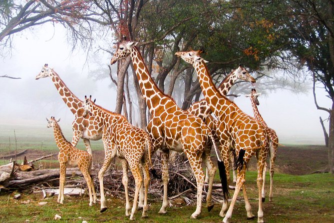 Giraffe Center and David Sheldrick Elephant Orphanage Day Tour from Nairobi - Timing, Transport, and What to Bring