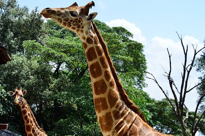 Giraffe Center and David Sheldrick Elephant Orphanage Day Tour from Nairobi - Who Should Book This Nairobi Tour?