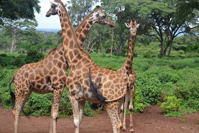 Giraffe Center and David Sheldrick Elephant Orphanage Tour - Key points to know before booking