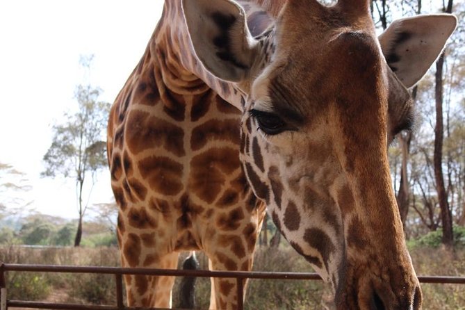 Giraffe Center and David Sheldrick Elephant Orphanage Tour - Nairobi wildlife in one practical outing