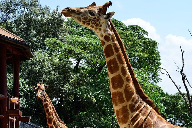 Giraffe Center and David Sheldrick Elephant Orphanage Tour - How the guide affects the experience