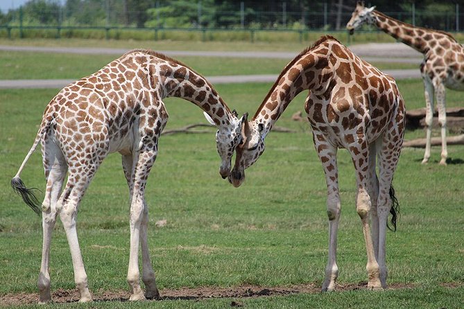 Giraffe Center and David Sheldrick Elephant Orphanage Tour - Who will get the most from this day