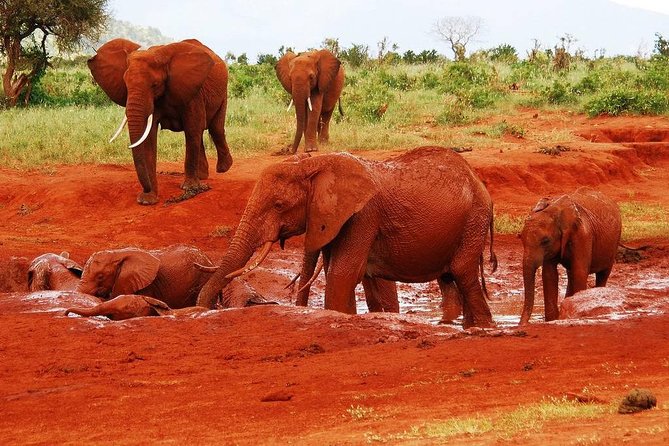 Giraffe Center and David Sheldrick Elephant Orphanage Tour - Booking advice and cancellation terms