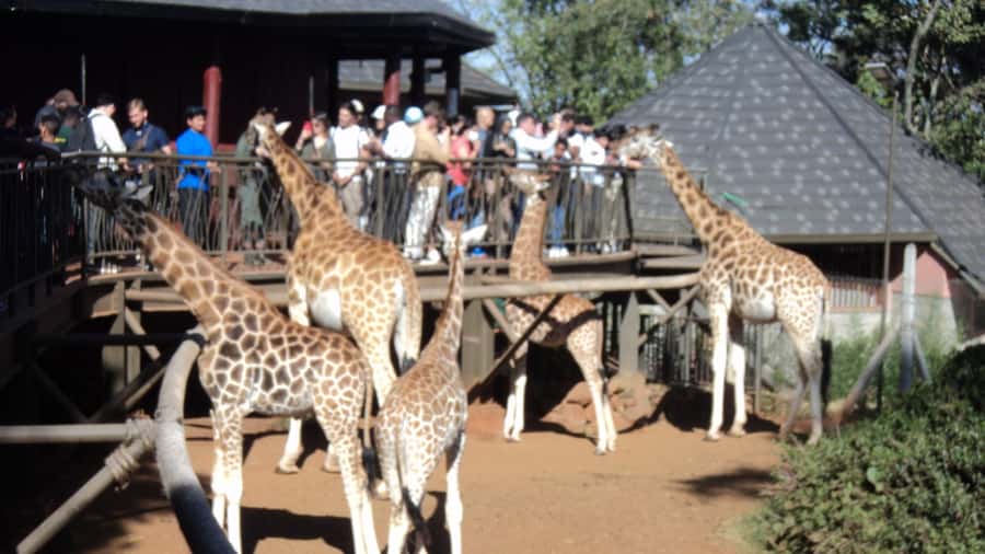 Giraffe Center and Karen Blixen Museum Tour from Nairobi - Pickup across Nairobi and the drive to Karen