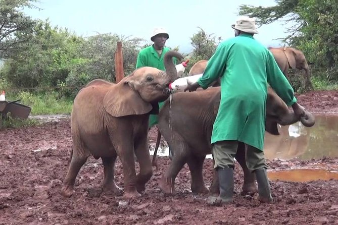 Giraffe center, Elephant Orphanage and Beads Center - Kazuri Beads and the work behind the souvenirs