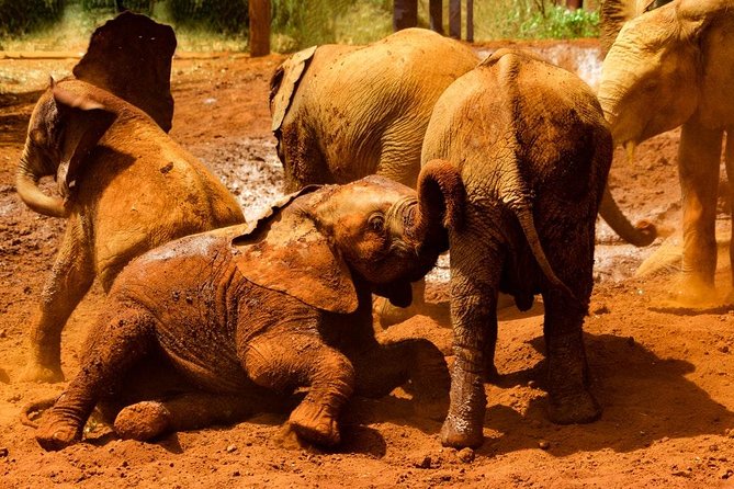 Giraffe center, Elephant Orphanage and Beads Center - What the $115 price really covers