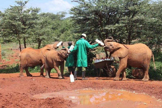 Giraffe center, Elephant Orphanage and Beads Center - Timing, transport, and the shape of the day