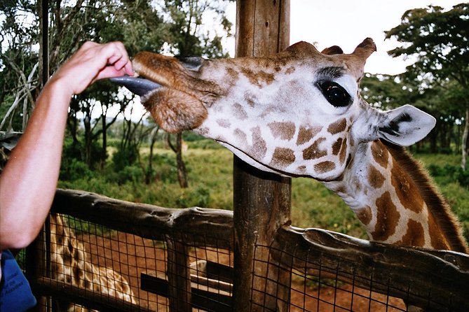 Giraffe center, Elephant Orphanage and Beads Center - Who will get the most from this tour