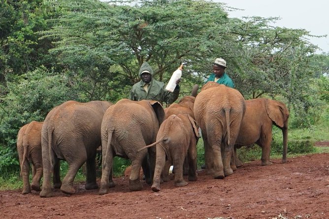 Giraffe center, Elephant Orphanage and Beads Center - What to confirm before you book