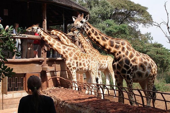 Giraffe center, Elephant Orphanage and Beads Center - The Sheldrick elephant session from 11 a.m. to noon