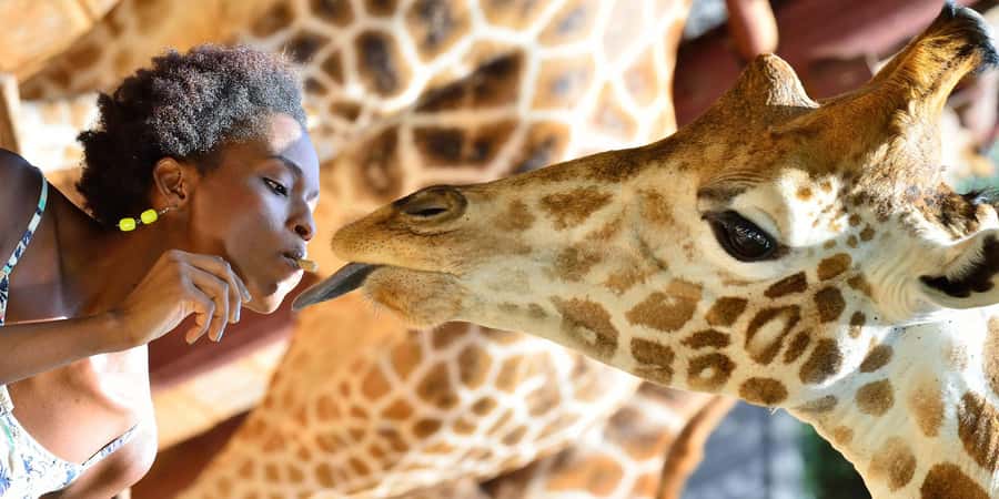 Giraffe Center, Elephant Orphanage and Bomas of Kenya Tour - Key points to know before booking