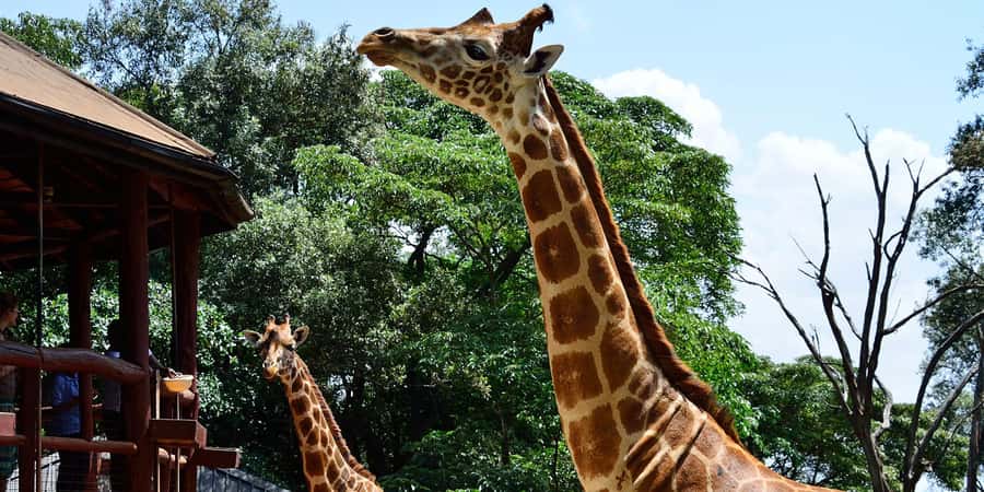 Giraffe Center, Elephant Orphanage and Bomas of Kenya Tour - Kenyan performance at Bomas of Kenya