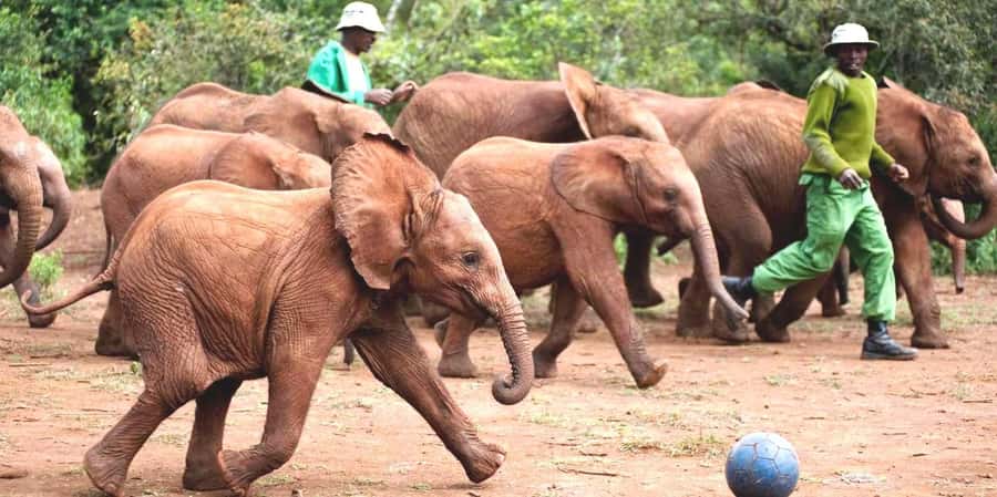 Giraffe Center, Elephant Orphanage and Bomas of Kenya Tour - Feeding giraffes at the Giraffe Centre