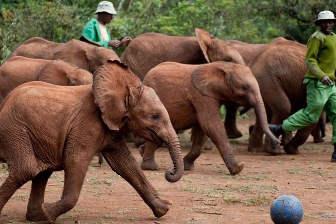 Giraffe Center, Elephant Orphanage and Nairobi National Park Day Tour Nairobi - Four wildlife stops in one Nairobi day