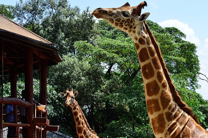 Giraffe Center, Elephant Orphanage and Nairobi National Park Day Tour Nairobi - Lunch before the afternoon game drive