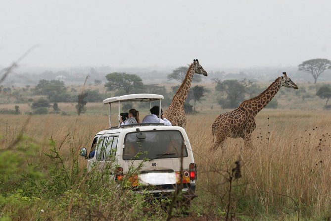 Giraffe Center, Elephant Orphanage and Nairobi National Park Day Tour Nairobi - Is the $245 price good value?