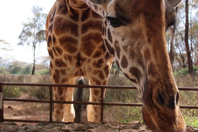 Giraffe Center, Elephant Orphanage, Beads Center & Bomas of Kenya Tour Nairobi - Traditional performance at Bomas of Kenya