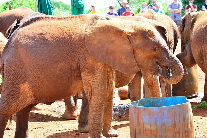 Giraffe Center & Elephant Orphanage Guided Day Tour - Two Nairobi conservation stops in six hours