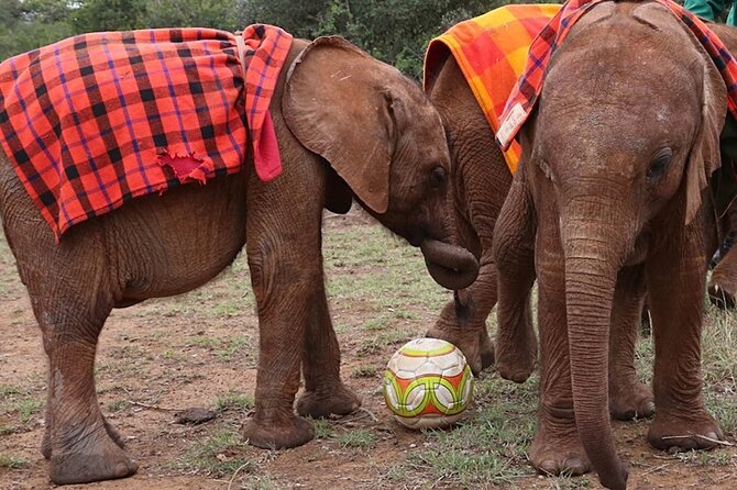 Giraffe Center & Elephant Orphanage Guided Day Tour - Why the orphanage visit can feel emotional