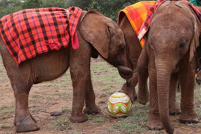 Giraffe Center & Elephant Orphanage Guided Day Tour - Transport, group size, and the daily rhythm