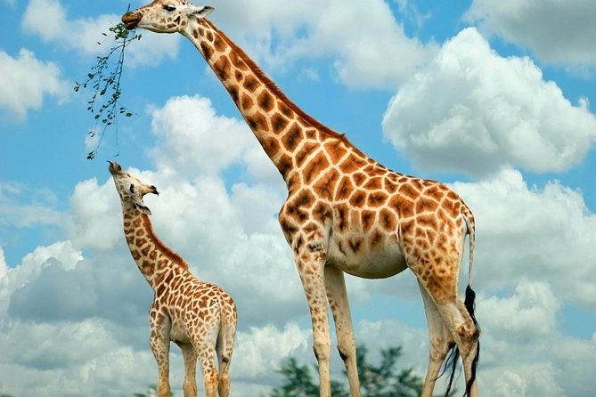 Giraffe Center & Elephant Orphanage Guided Day Tour - Is $135 a fair price for the day?