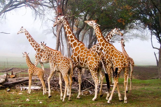 Giraffe Center & Elephant Orphanage Guided Day Tour - Who will get the most from this tour?