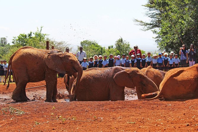 Giraffe Center & Elephant Orphanage Guided Day Tour From Nairobi - From giraffe feeding to young elephants