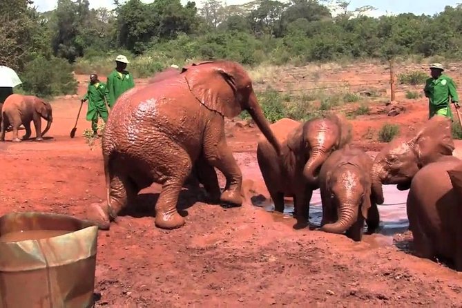 Giraffe Center & Elephant Orphanage Guided Day Tour From Nairobi - Sheldrick Wildlife Trust: the emotional centre of the day