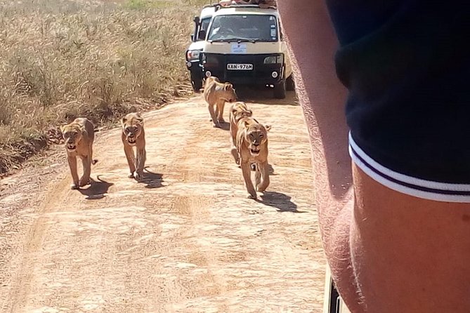 Giraffe center, stedmark animals haven & Nairobi Park Tour - Three Nairobi wildlife experiences for one $45 tour