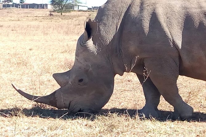 Giraffe center, stedmark animals haven & Nairobi Park Tour - Why the guide can make or break the safari