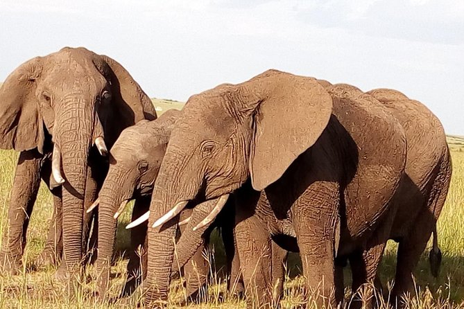 Giraffe center, stedmark animals haven & Nairobi Park Tour - What the $45 price really covers