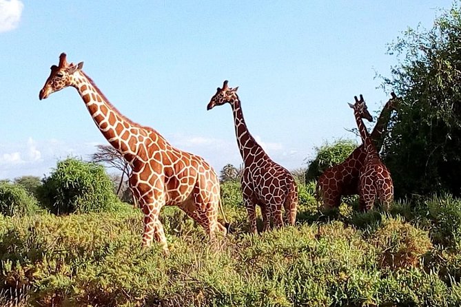 Giraffe center, stedmark animals haven & Nairobi Park Tour - Who should book this Nairobi day?