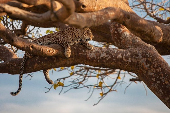 Giraffe center, stedmark animals haven & Nairobi Park Tour - Starting at the Giraffe Centre