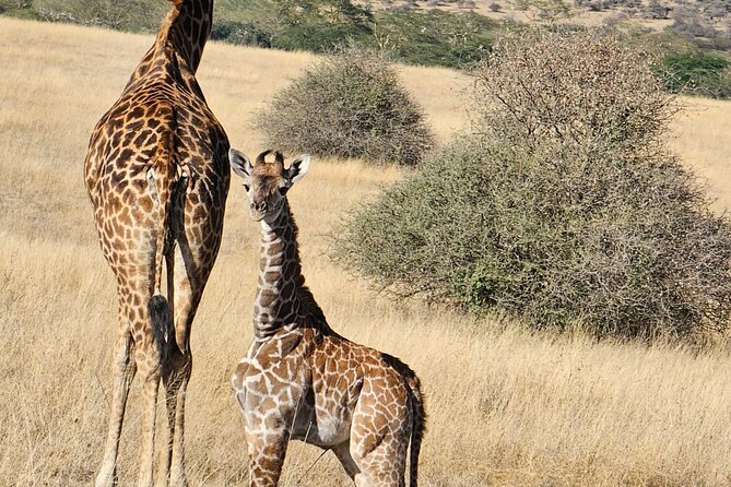 Giraffe Centre and Bomas of Kenya from Nairobi - Practical booking advice