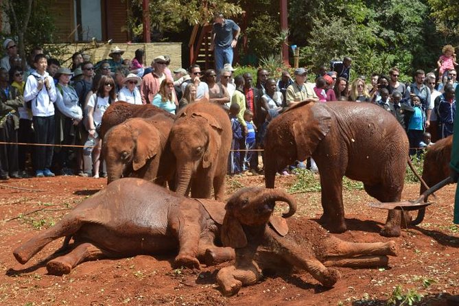 Giraffe Centre, Elephant Orphanage, and Bomas of Kenya Day Tour from Nairobi - A full Nairobi day built around close animal encounters