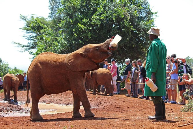 Giraffe Centre, Elephant Orphanage, and Bomas of Kenya Day Tour from Nairobi - What the $115 price really covers