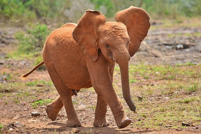 Giraffe Centre, Elephant Orphanage, and Bomas of Kenya Day Tour from Nairobi - Who should book this Nairobi day tour?