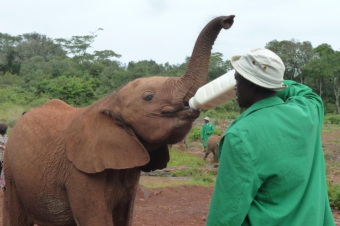Giraffe Centre, Elephant Orphanage, National Museum & Beads Center - Why this Nairobi day works so well